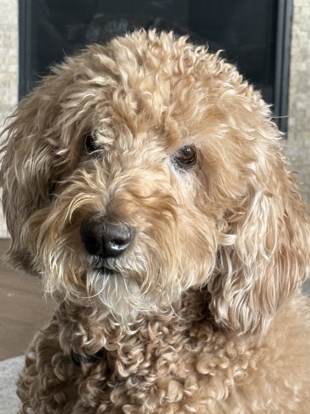 Entry image for Oggy . Clicking this image will show a larger photo