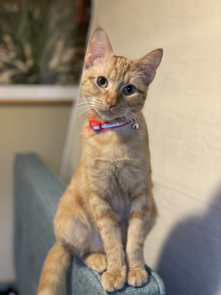Entry image for Oliver. Clicking this image will show a larger photo