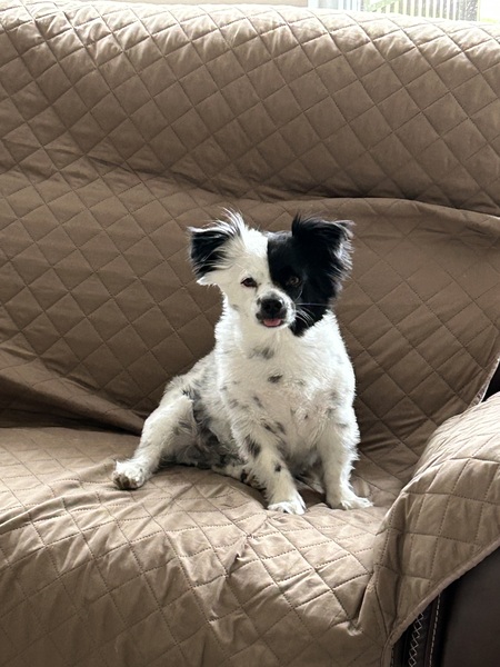 Entry image for Lucky. Clicking this image will show a larger photo