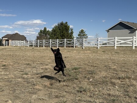 Entry image for Gracie. Clicking this image will show a larger photo