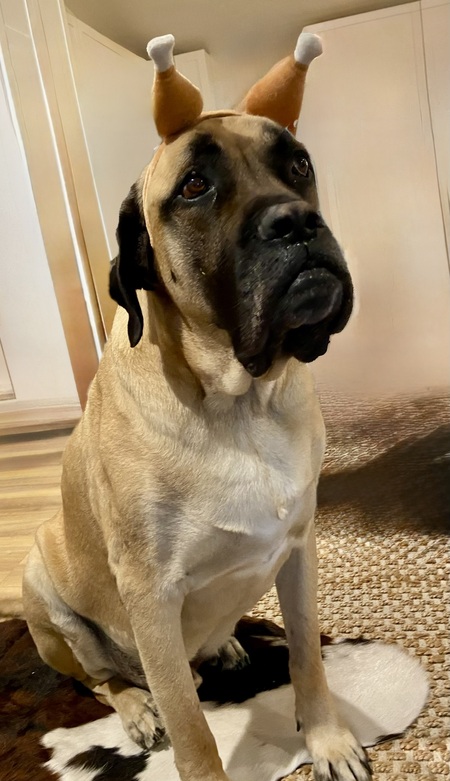 Entry image for Porterhouse . Clicking this image will show a larger photo