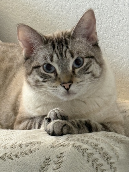 Entry image for Beau. Clicking this image will show a larger photo