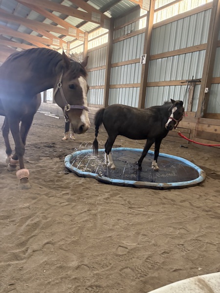 Entry image for Brillo and Blaze. Clicking this image will show a larger photo