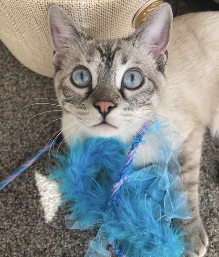 Entry image for Valentina . Clicking this image will show a larger photo
