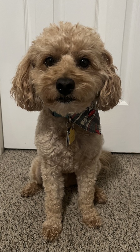 Entry image for Oliver. Clicking this image will show a larger photo