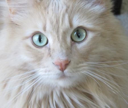 Entry image for Milo. Clicking this image will show a larger photo
