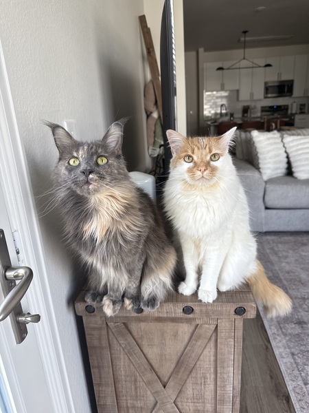 Entry image for Tilly and Twix. Clicking this image will show a larger photo