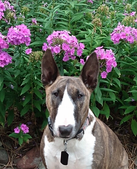 Entry image for Pepper. Clicking this image will show a larger photo