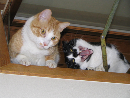 Entry image for Mandy & Sammy. Clicking this image will show a larger photo
