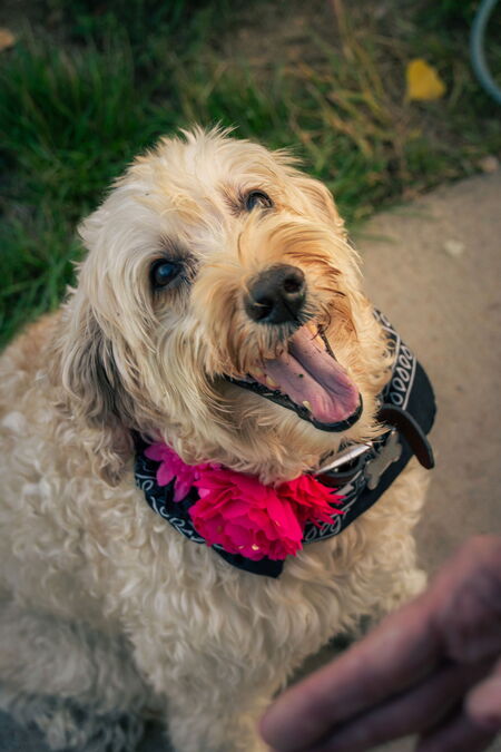 Entry image for Zoey. Clicking this image will show a larger photo