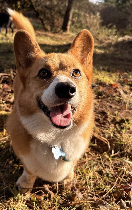 Entry image for Tito. Clicking this image will show a larger photo