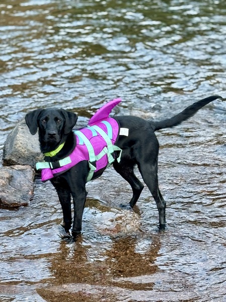 Entry image for Murphie. Clicking this image will show a larger photo