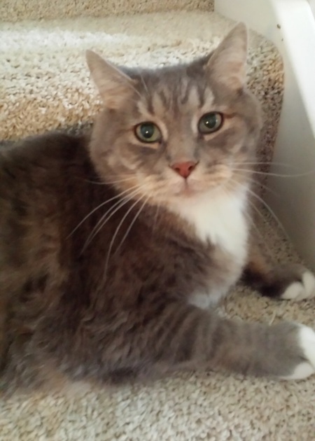 Entry image for Oscar. Clicking this image will show a larger photo
