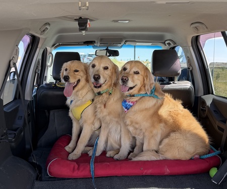 Entry image for Parker, Gracie & Sofie. Clicking this image will show a larger photo