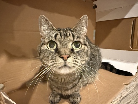 Entry image for Gray Cat. Clicking this image will show a larger photo
