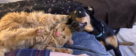 Entry image for Ginger and Sadie. Clicking this image will show a larger photo