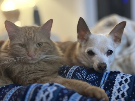 Entry image for Killer and Ginger. Clicking this image will show a larger photo
