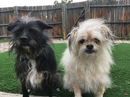 Entry image for Ace (Blonde) and Duce (Black). Clicking this image will show a larger photo
