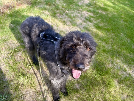 Entry image for Wolfie. Clicking this image will show a larger photo