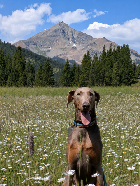 Entry image for Murphy . Clicking this image will show a larger photo