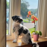 Entry image for Sunshine 