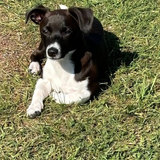 Entry image for Rocco