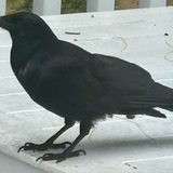 Entry image for Shadow