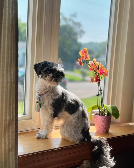 Entry image for Sunshine . Clicking this image will show a larger photo