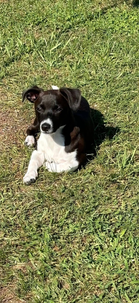 Entry image for Rocco. Clicking this image will show a larger photo