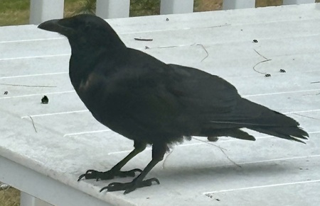 Entry image for Shadow. Clicking this image will show a larger photo