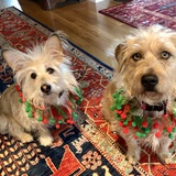 Entry image for Benny (& Hero)