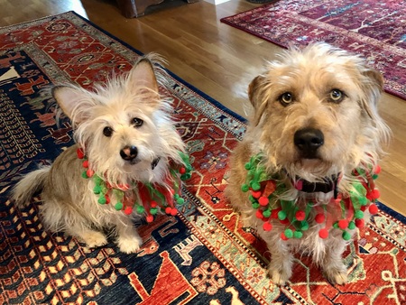 Entry image for Benny (& Hero). Clicking this image will show a larger photo