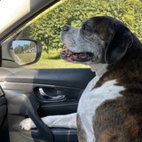 Entry image for Hank