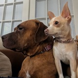 Entry image for Rosie and Zelda