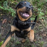 Entry image for Romeo