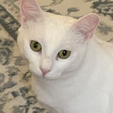 Entry image for Snowball 