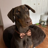 Entry image for Mr Darcy