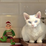 Entry image for Junipurr