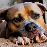 Entry image for Roscoe
