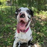 Entry image for Pepper