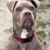 Entry image for Sampson