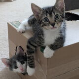 Entry image for Charlie and Dillon
