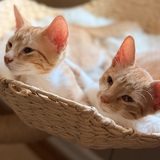Entry image for Goldie and Tony