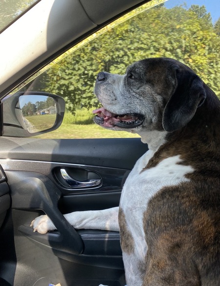 Entry image for Hank. Clicking this image will show a larger photo