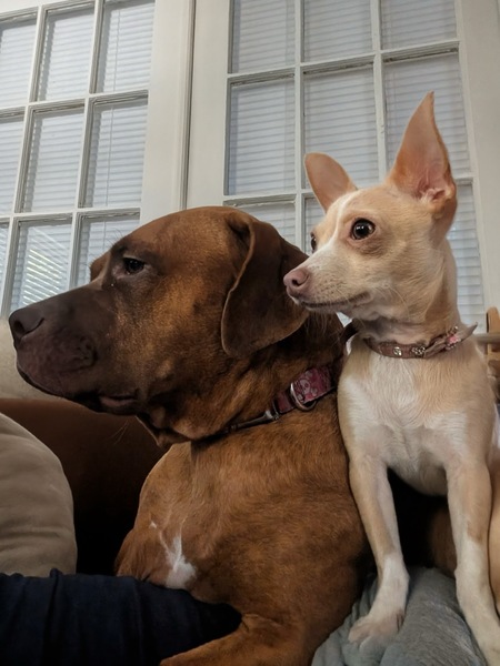 Entry image for Rosie and Zelda. Clicking this image will show a larger photo