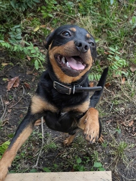 Entry image for Romeo. Clicking this image will show a larger photo