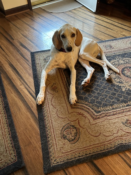 Entry image for Lemon. Clicking this image will show a larger photo