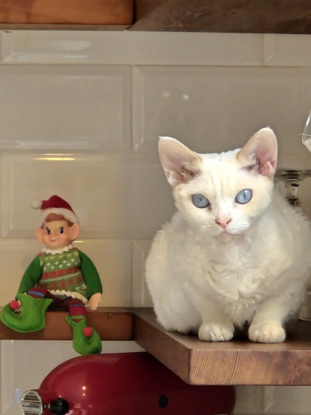 Entry image for Junipurr. Clicking this image will show a larger photo
