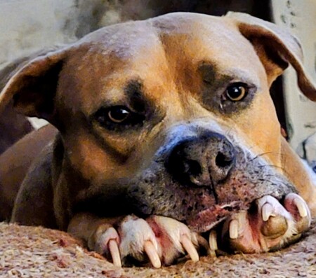 Entry image for Roscoe. Clicking this image will show a larger photo