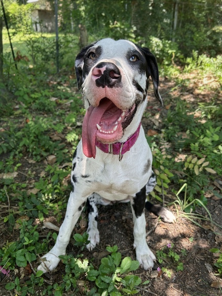 Entry image for Pepper. Clicking this image will show a larger photo